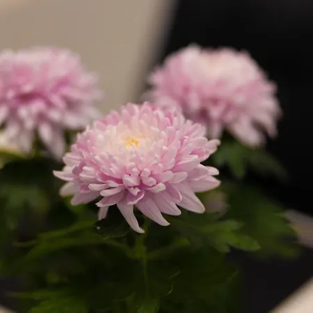 Arctic Tammela With Sauna And Free Parking *